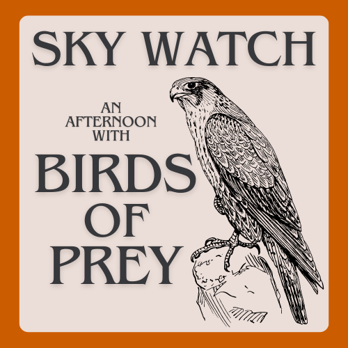 A line drawing of a falcon perched on a branch on a beige background next to the words Skywatch an afternoon with Birds of Prey.  An orange border surrounds the words and graphic.