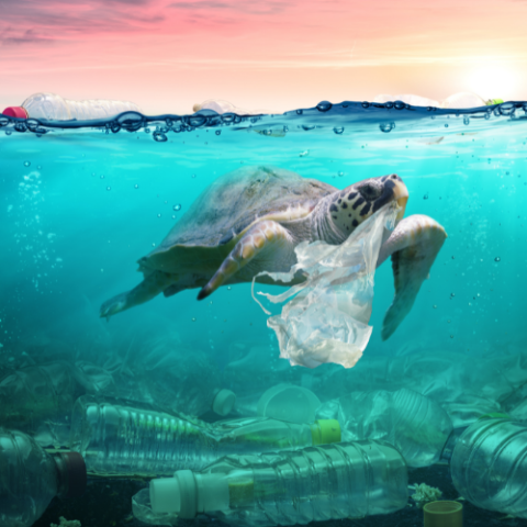 a sea turtle swims through a sea of plastic holding a plastic bag in its bill