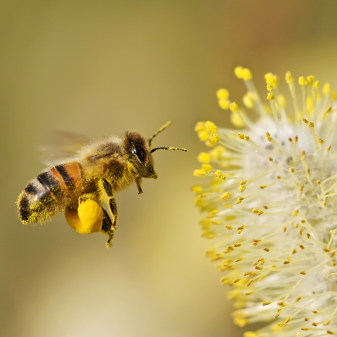 honey bee collecting pollen from a pussy willow