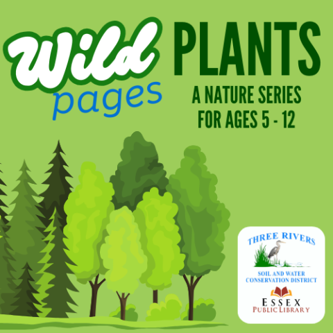 A forest of conifers and deciduous trees on a green background with the text Wild Pages: Plants A Nature Series for ages 5 to 12.  Three Rivers soil and water conservation district logo of a blue heron standing in a marsh and Essex Public Library with an open book at bottom