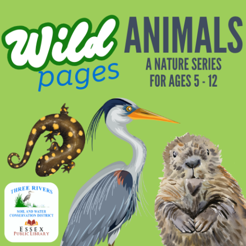 A spotted salamander, great blue heron and beaver on a green background with the text Wild Pages: Animals A Nature Series for ages 5 to 12.  Three Rivers soil and water conservation district logo of a blue heron standing in a marsh and Essex Public Library with an open book