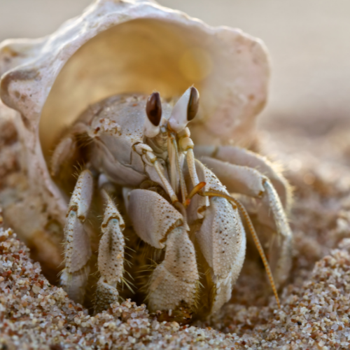 Hermit crab peeking out from its shell on a beach