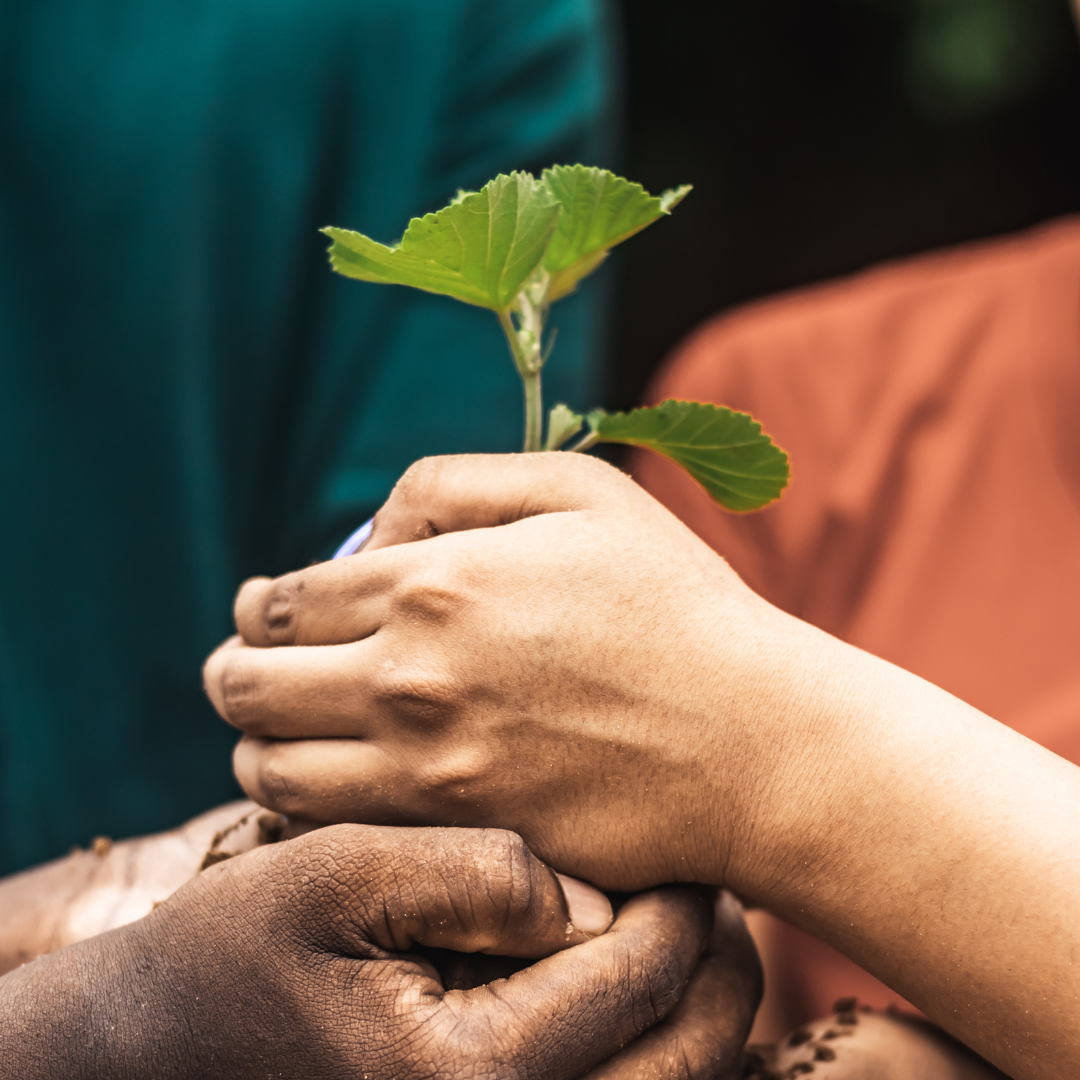 hands holding a seedling