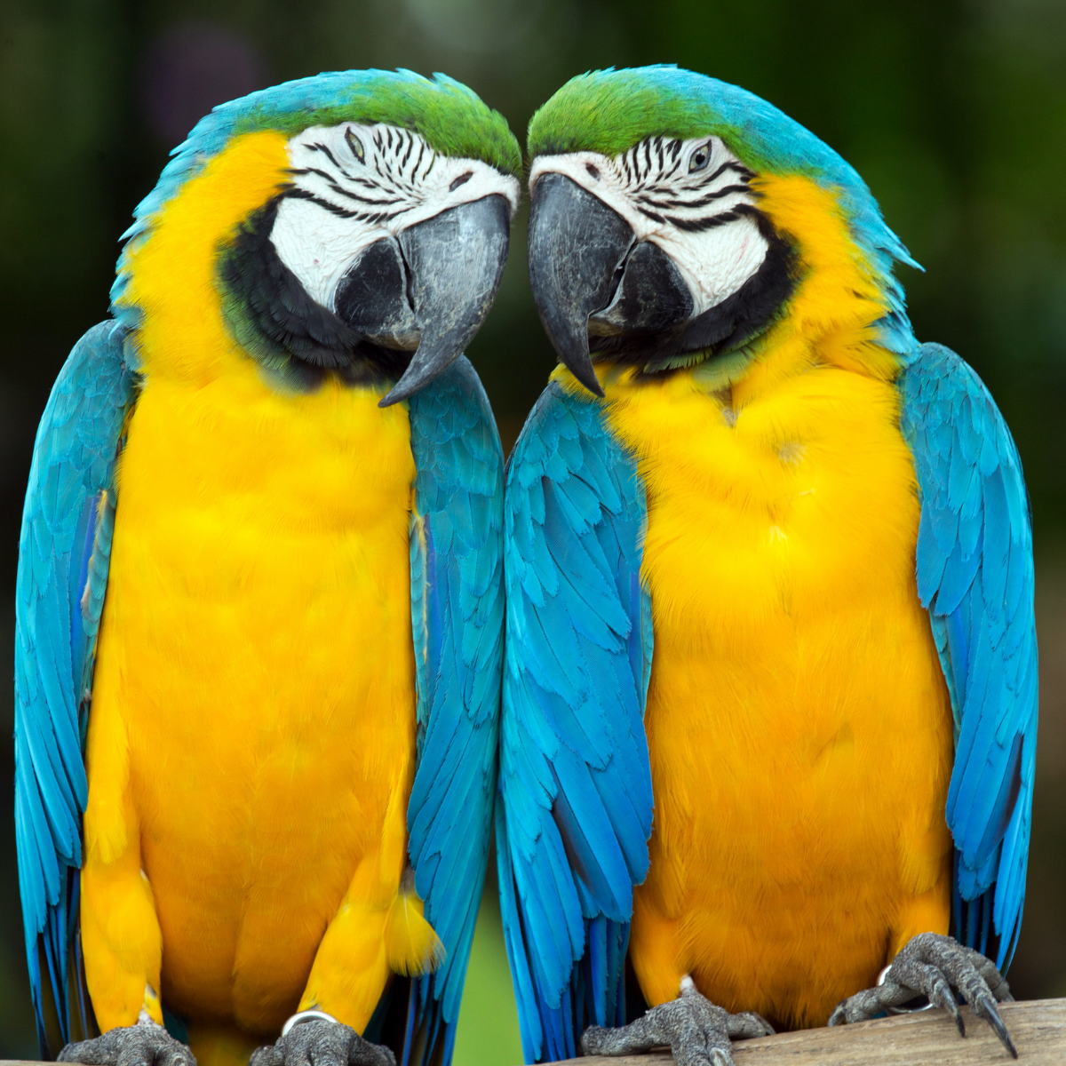 2 colorful parrots with heads together