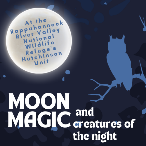 Full moon and owl silhouette with the words moon magic and creatures of the night